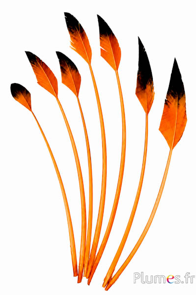 Schwan Pfeilform - 28-33 cm - orange-schwarz